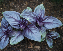 Load image into Gallery viewer, Basil 'Amethyst'