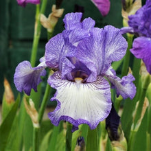 Load image into Gallery viewer, German Iris 'Earl of Essex'