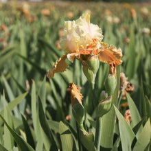 Load image into Gallery viewer, German Iris 'Invitation'