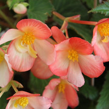 Load image into Gallery viewer, Begonia 'Waterfalls Angel Soft Orange'