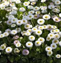 Load image into Gallery viewer, Bellis 'Tasso® White'