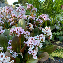 Load image into Gallery viewer, Bergenia DRAGONFLY™ 'Angel Kiss'