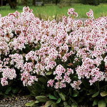 Load image into Gallery viewer, Bergenia DRAGONFLY™ 'Angel Kiss'