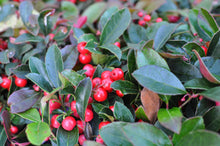 Load image into Gallery viewer, Gaultheria 'Redwood'