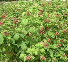 Load image into Gallery viewer, Black Raspberry Munger