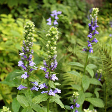 Load image into Gallery viewer, Lobelia siphlitica