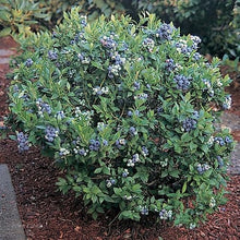 Load image into Gallery viewer, Blueberry 'Patriot'