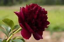 Load image into Gallery viewer, Peony 'Happy Maroon'