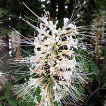 Load image into Gallery viewer, Bottlebrush Buckeye