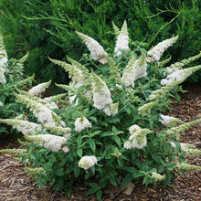 Load image into Gallery viewer, Buddleia' Pugster White'