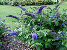 Load image into Gallery viewer, Buddleia Pugster Blue®