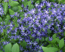 Load image into Gallery viewer, Campanula 'Blue Waterfall'