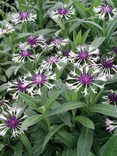 Load image into Gallery viewer, Centaurea 'Amethyst in Snow'
