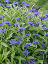 Load image into Gallery viewer, Centaurea montana