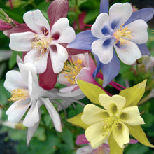 Load image into Gallery viewer, Aquilegia 'KIRIGAMI™ Mix'