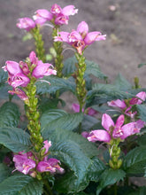 Load image into Gallery viewer, Chelone 'Hot Lips'