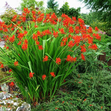Load image into Gallery viewer, Crocosmia 'Lucifer'