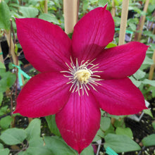 Load image into Gallery viewer, Clematis 'Bourbon'