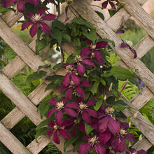 Load image into Gallery viewer, Clematis 'Niobe'