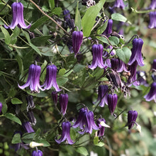 Load image into Gallery viewer, Clematis 'Rooguchi'
