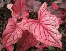 Load image into Gallery viewer, Caladium 'Desert Sunset'