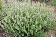 Load image into Gallery viewer, Calamintha nepeta