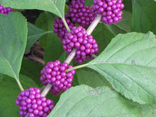 Load image into Gallery viewer, Callicarpa americana