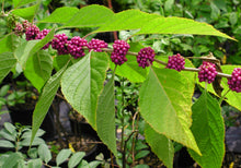 Load image into Gallery viewer, Callicarpa americana
