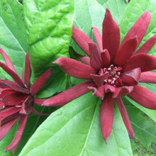 Load image into Gallery viewer, Calycanthus floridus