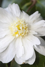 Load image into Gallery viewer, Camellia 'Winter's Snowman'