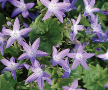 Load image into Gallery viewer, Campanula 'Blue Waterfall'