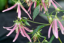 Load image into Gallery viewer, Campanula 'Pink Octopus'