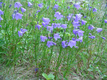Load image into Gallery viewer, Campanula rotundifolia