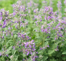 Load image into Gallery viewer, Catnip