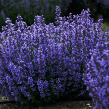 Load image into Gallery viewer, Nepeta 'Cat's Pajamas'