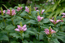 Load image into Gallery viewer, Chelone 'Hot Lips'