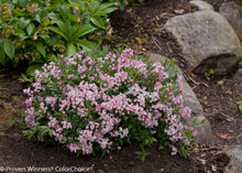 Load image into Gallery viewer, Deutzia 'Yuki Cherry Blossom'