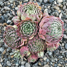 Load image into Gallery viewer, Sempervivum Chick Charms® 'Silver Suede™'