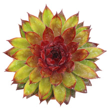 Load image into Gallery viewer, Sempervivum Chick Charms® 'Pineapple Paradise™'