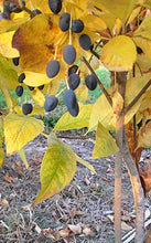 Load image into Gallery viewer, White Fringe Tree