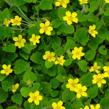 Load image into Gallery viewer, Chrysogonum virginianum 'Allen Bush'