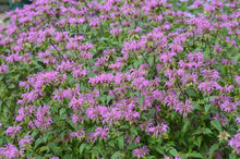 Load image into Gallery viewer, Monarda 'Claire Grace'