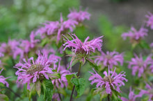 Load image into Gallery viewer, Monarda 'Claire Grace'