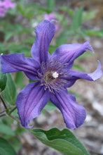 Load image into Gallery viewer, Clematis 'Sapphire Indigo'