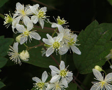 Load image into Gallery viewer, Clematis virginiana