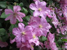 Load image into Gallery viewer, Clematis 'Comtesse de Bouchaud'