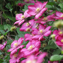 Load image into Gallery viewer, Clematis 'Ville de Lyon'