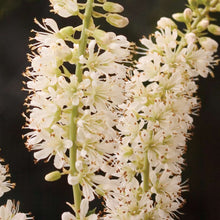 Load image into Gallery viewer, Clethra 'Vanilla Spice'