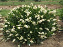 Load image into Gallery viewer, Clethra 'Sugartina® Crystalina'