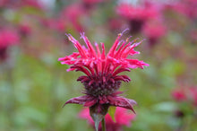 Load image into Gallery viewer, Monarda 'Fireball'